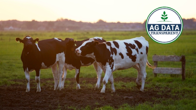 CowsADT-2.jpg