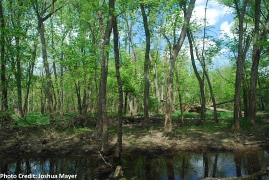Bottomland Hardwood Forest