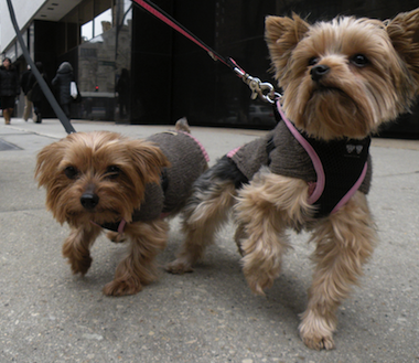 yorkies