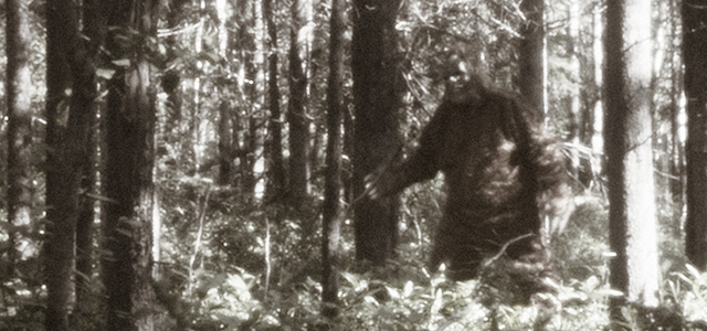Sasquatch Sighting