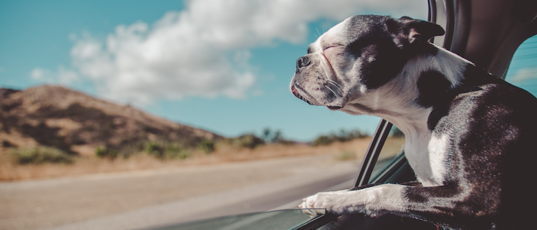 dog in window