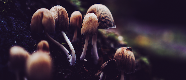 shrooms