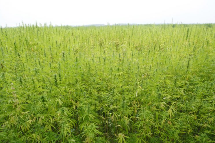 Hemp-FIeld-744x496.jpg