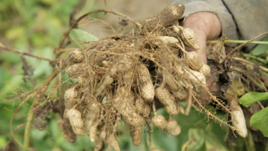 peanuts fresh from ground