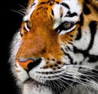 tiger.jpeg