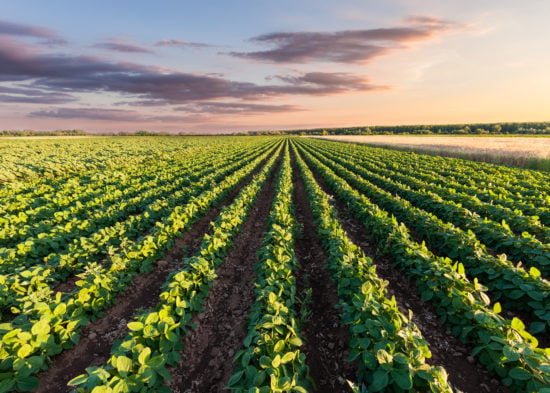 Healthy soy meadow at beautiful sunset