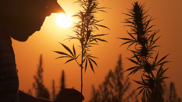 Hemp-Harvest-744x419.jpg