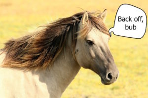 horseman-speaks-300x200.jpeg