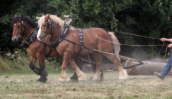 20181223.draft-horses_istock-600x347