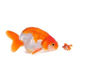 Does Size Matter When it Comes to Law Firm Marketing?