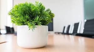 photo of an office plant