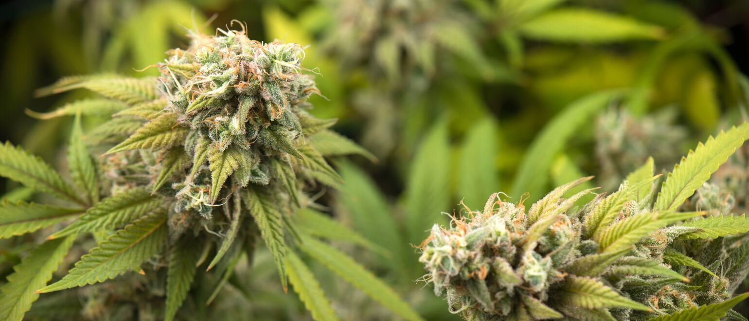 cannabis Spores