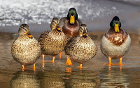 duck-1463317_640.jpg