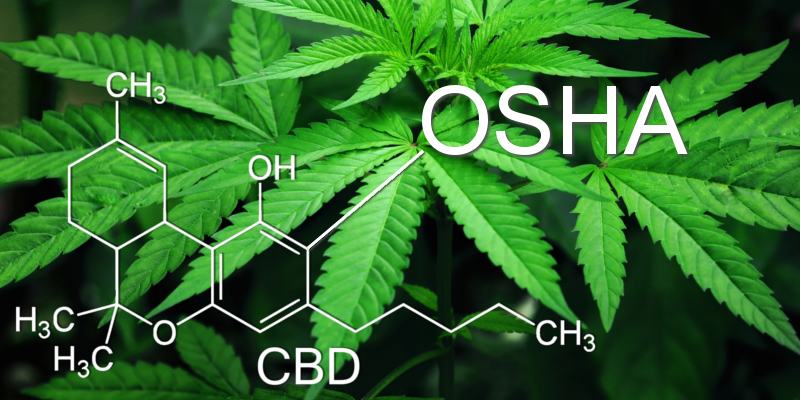oshacannabis