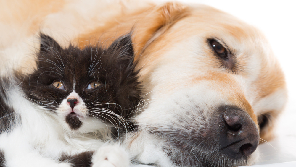 dog and cat