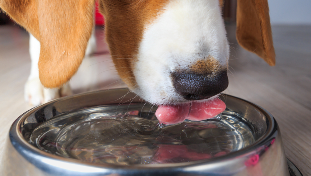 illustration dog drinking