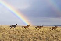 wild-horses-2239420_1920.jpg