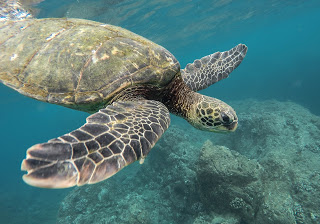 animal-1868046_1920.jpg