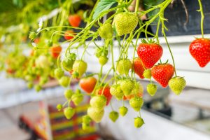 iStock-647974754-unripe-300x200.jpg