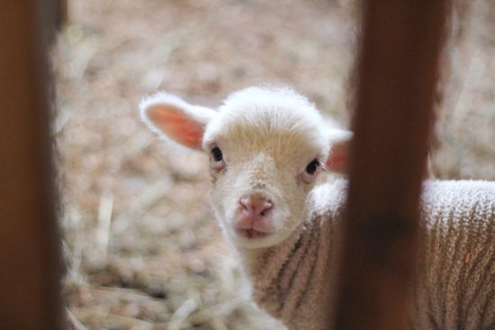 Lamb.jpg
