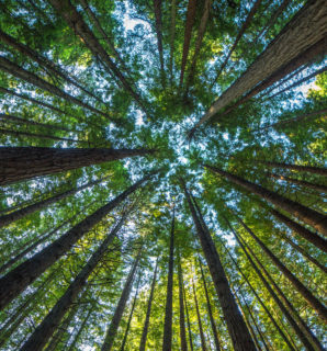 Majestic giant redwood trees