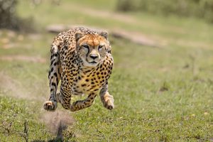 iStock-531027327-cheetah-300x200-2.jpg