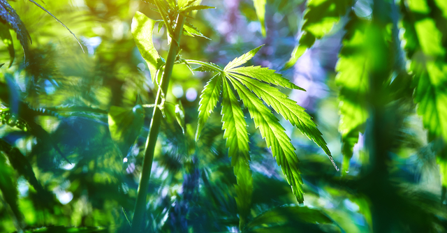 retail_cannabis_640x334