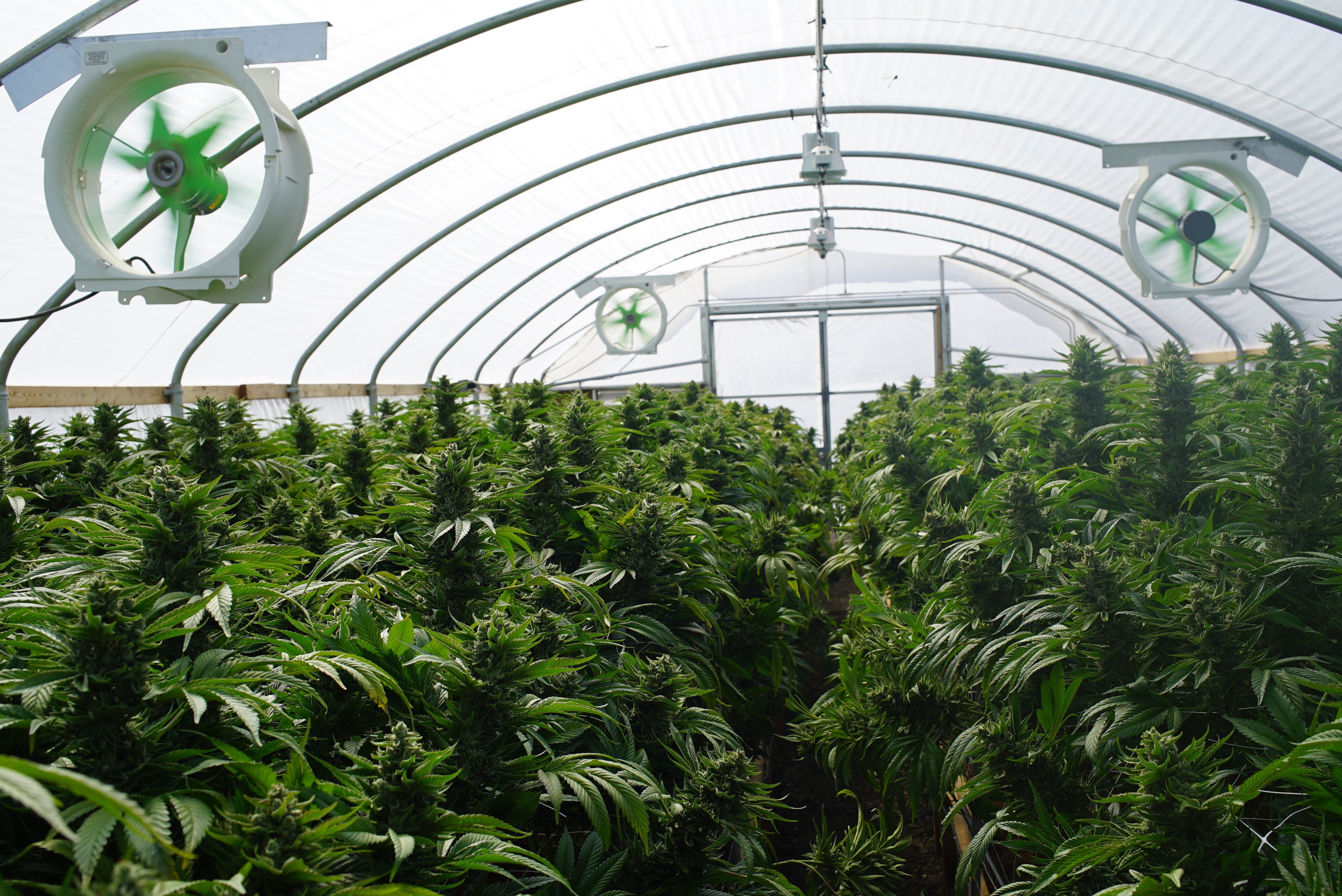Large Legal Marijuana Farm Professional Commercial Grade Greenhouse Filled With Mature Budding Cannabis Indica Plants