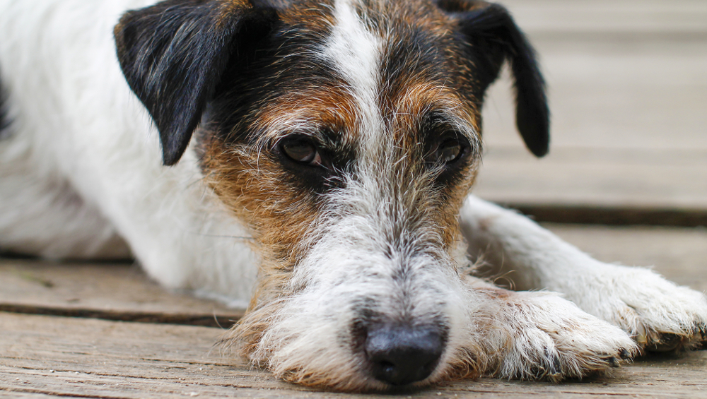 sad dog jack russell terrier