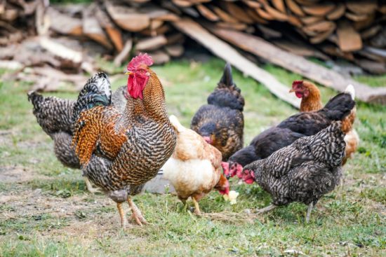 Chickens.jpg