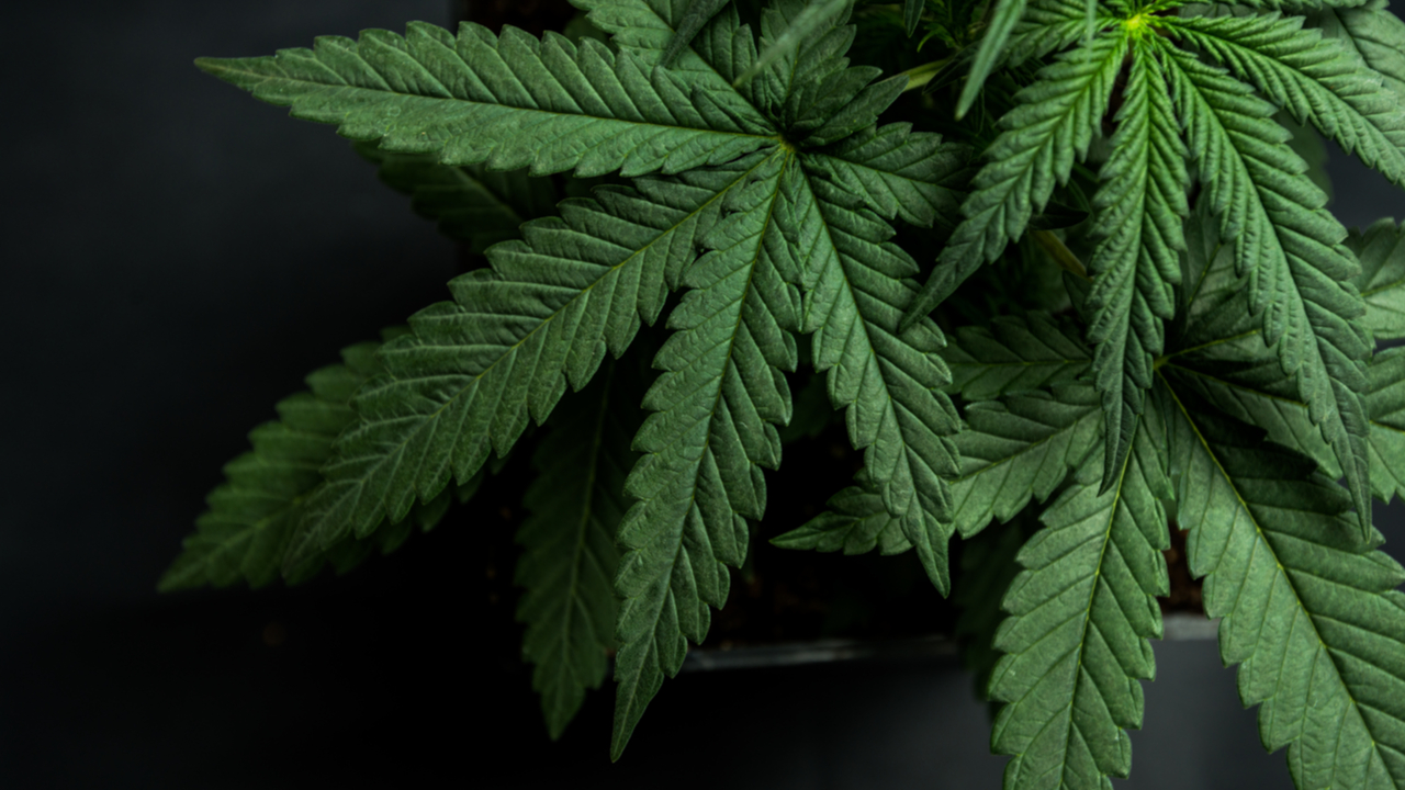 cannabis_marijuana_hemp_leaves_shutterstock_661207471_1280x720