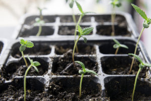 cannabidiol, hemp, cannabis and intellectual property