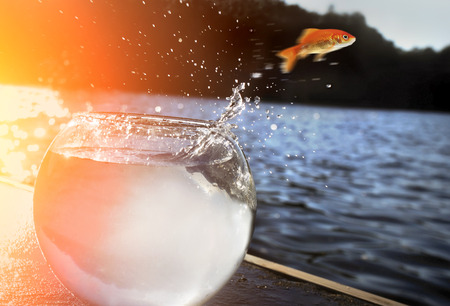 38964586 - goldfish jumping out of the water