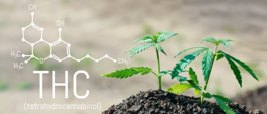 cannabis Image -THC
