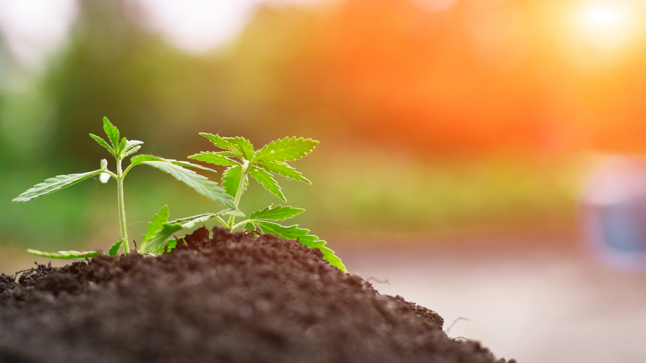 cannabis_marijuana_buds_sprout_plant_hemp_shutterstock_1095435674_1280x720
