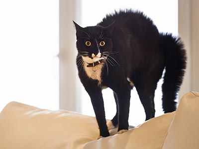 scared cat