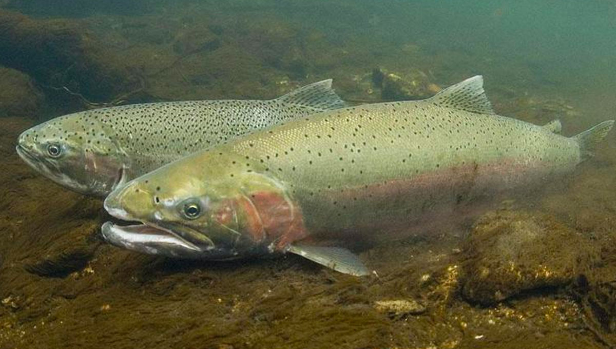 trout-feature