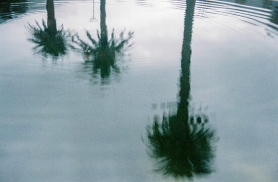 palm trees reflected