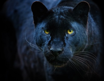 panther-400px.jpg