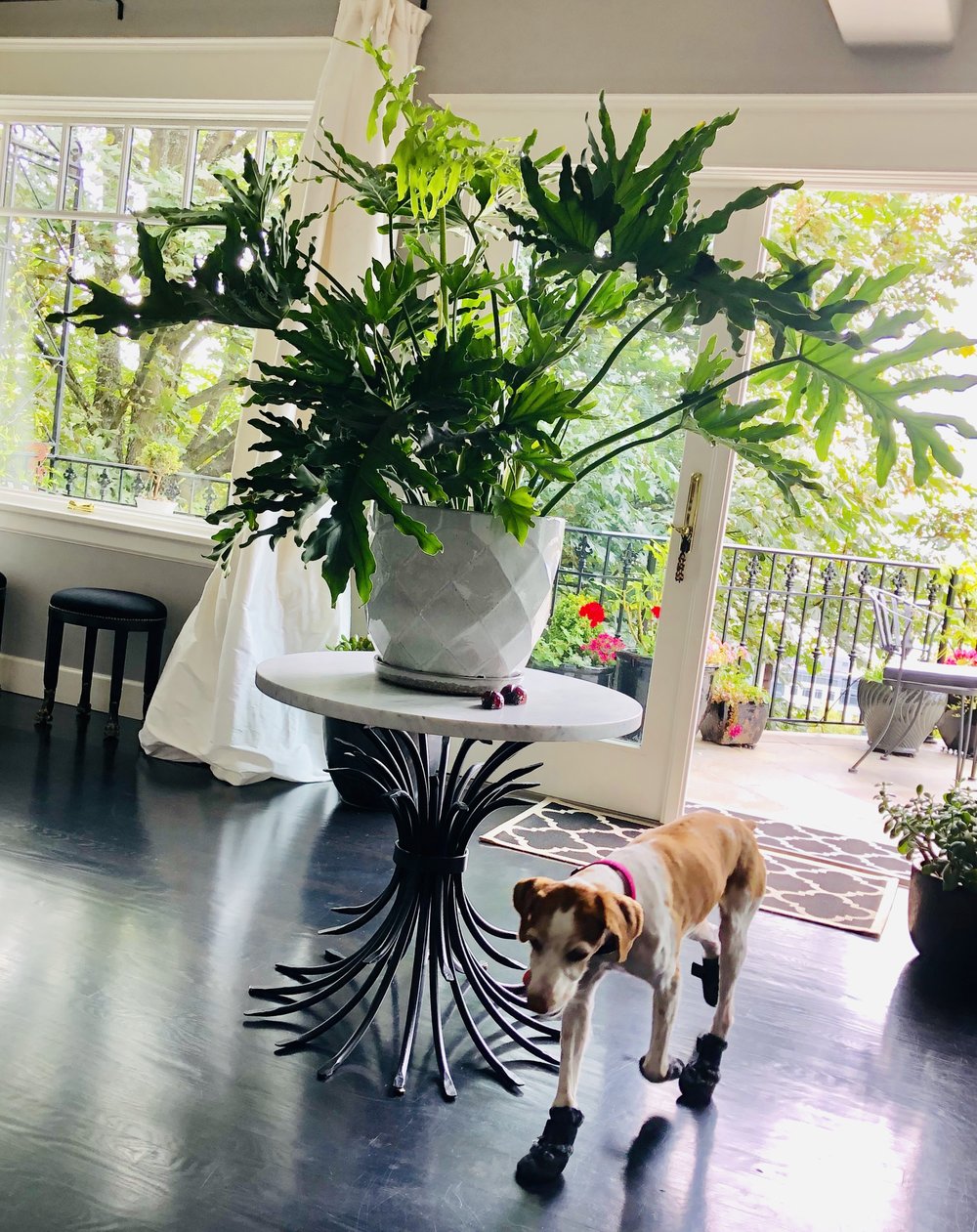 philodendron.jpg