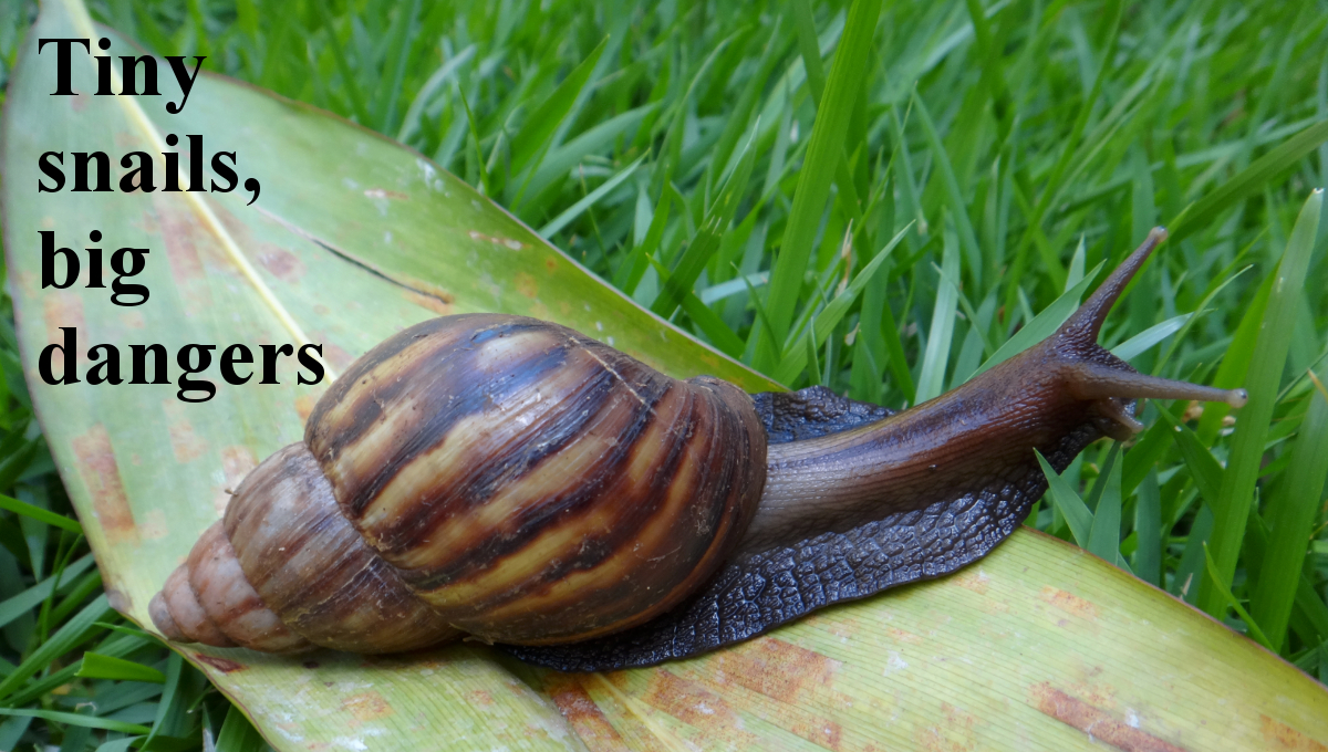 snail rat lung
