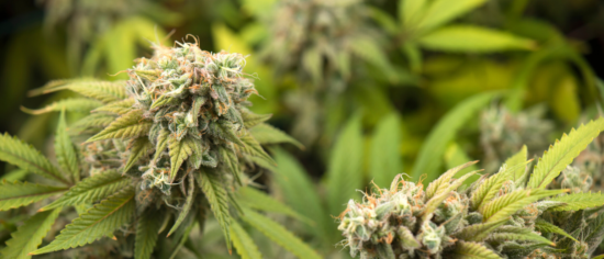 Cannabis Plant