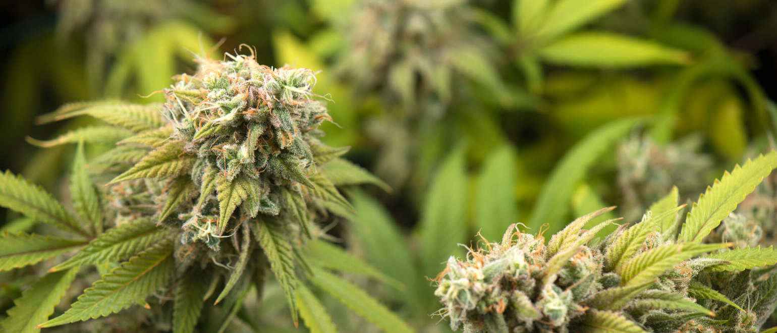 Cannabis Plant
