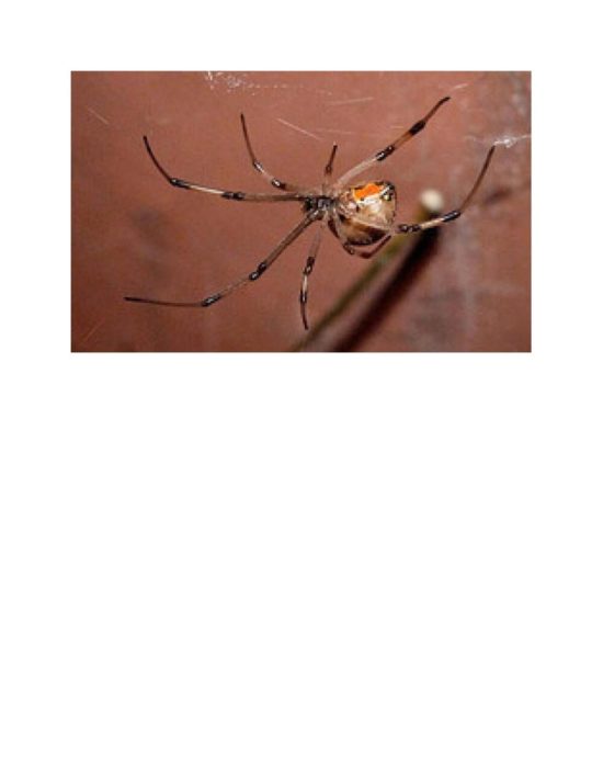 SpideronaShip.jpg