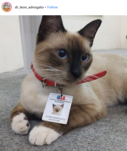https-calemploymentlawupdate-proskauerroseblogs-com-wp-content-uploads-sites-18-2019-10-cat_lawyer-252x300-png