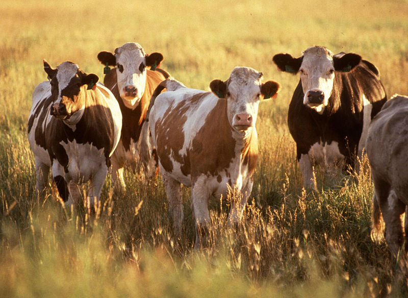 cattle.jpg