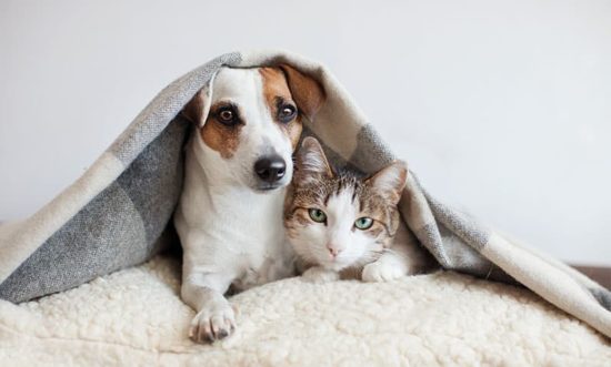 Pets-in-Winter-1-1.jpg