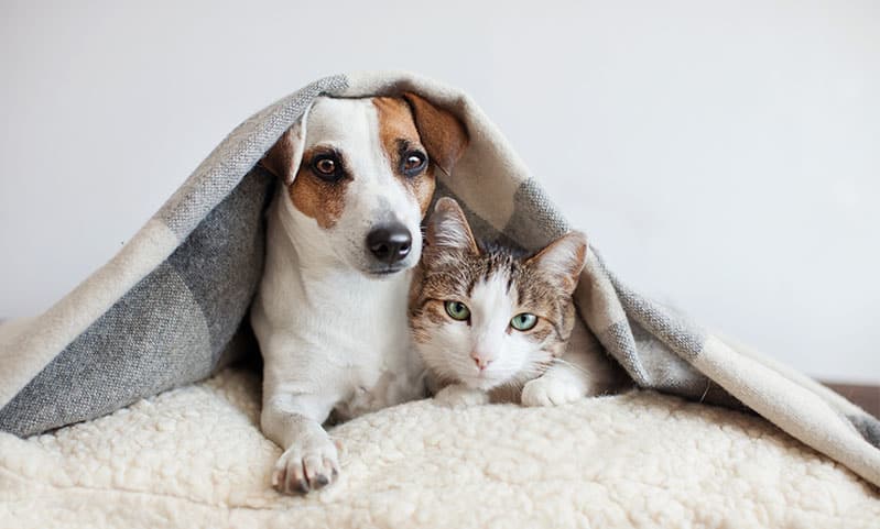 Pets-in-Winter-1-1.jpg