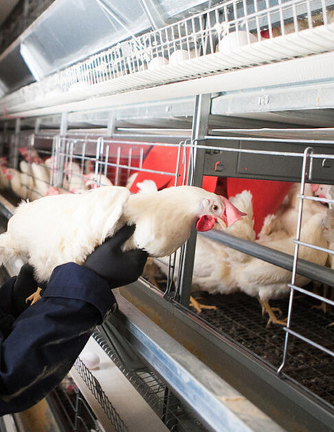 Image from United Egg Producers