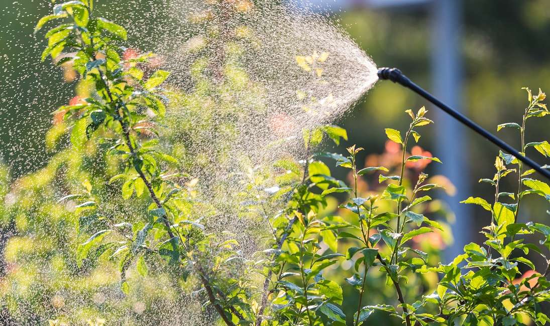 Applying an insecticide fertilizer to fruit shrubs